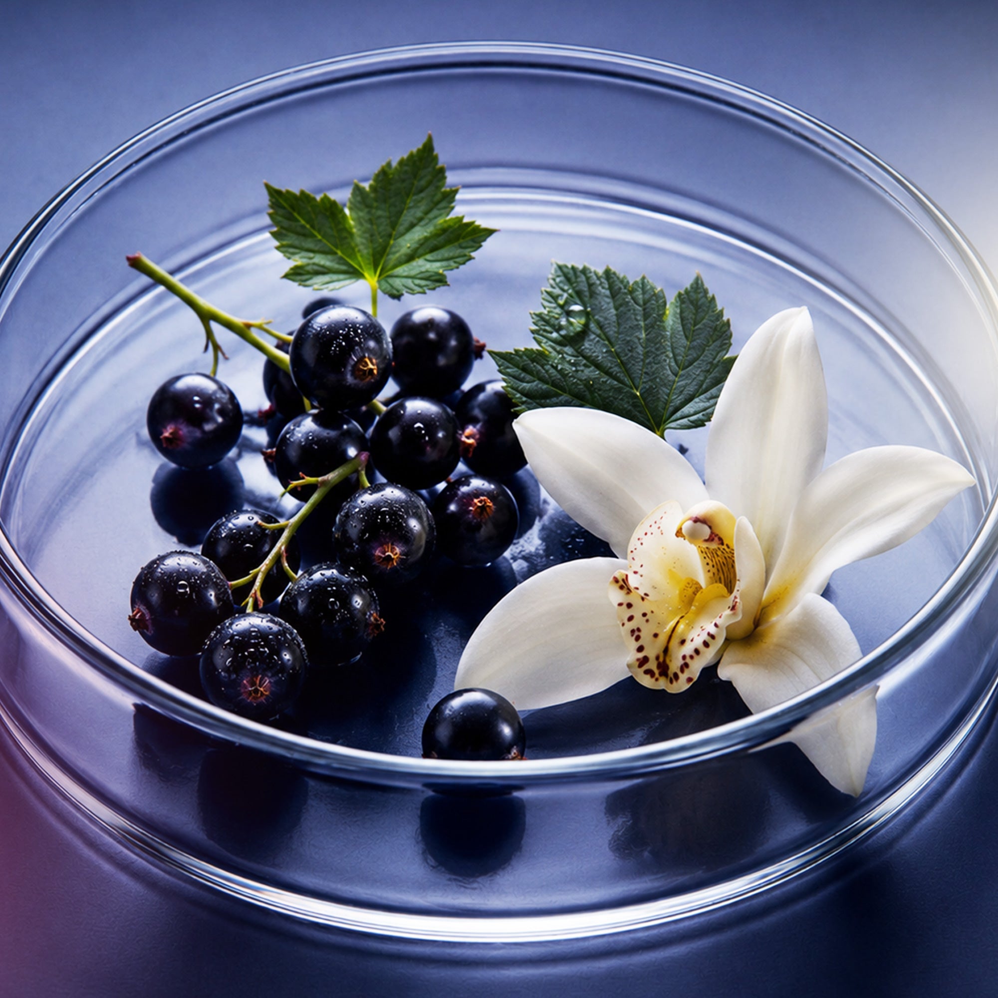Blackcurrant + Vanilla – Olfactory X